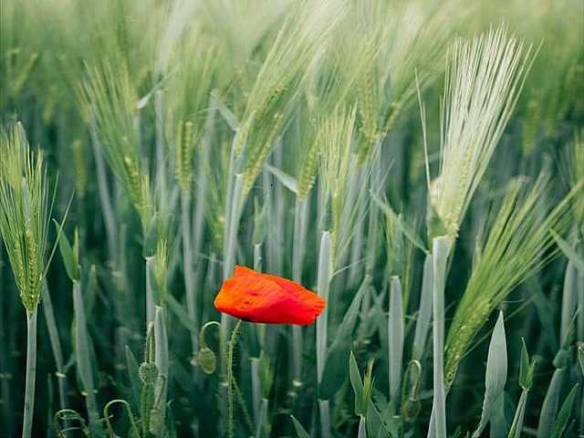 PHYGITAL MEETING
The implications of the Ukrainian crisis on the national food supply chain: the macroeconomic vision, supply chain actions and the role of research and innovation