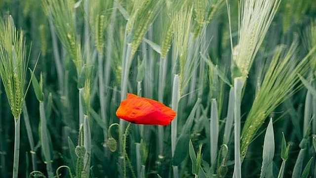 Le implicazioni della crisi ucraina sulla filiera alimentare nazionale: la visione macroeconomica, le azioni della filiera e il ruolo della ricerca e dell’innovazione